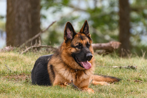 Max, a German Shepherd dog resting outdoors